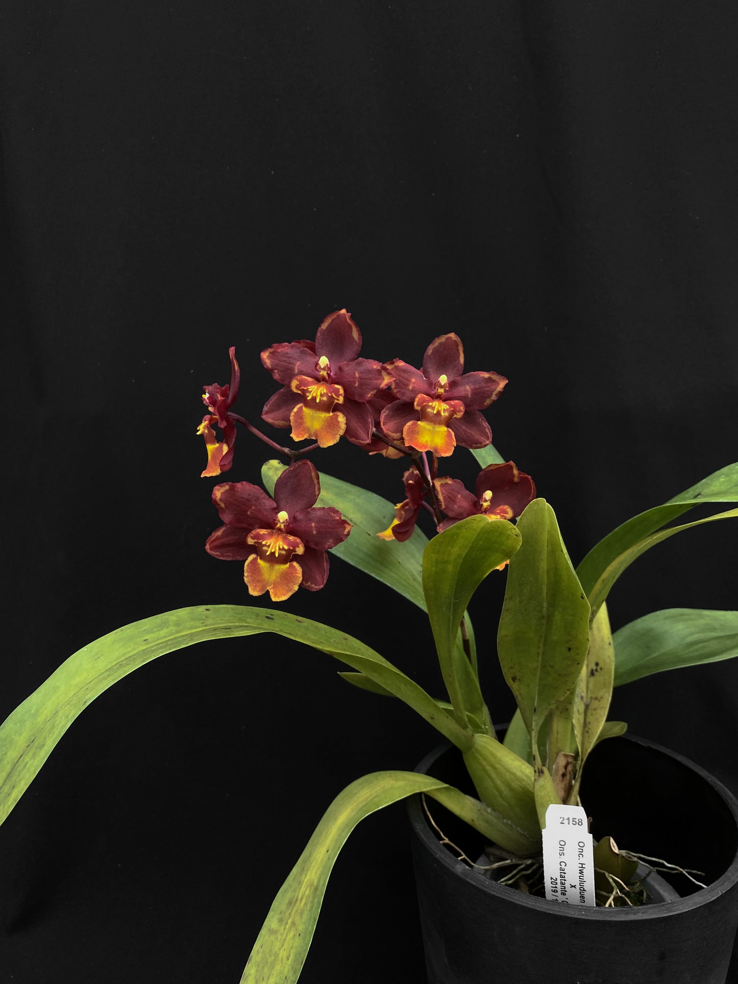 オンク フルドゥエン '2158'