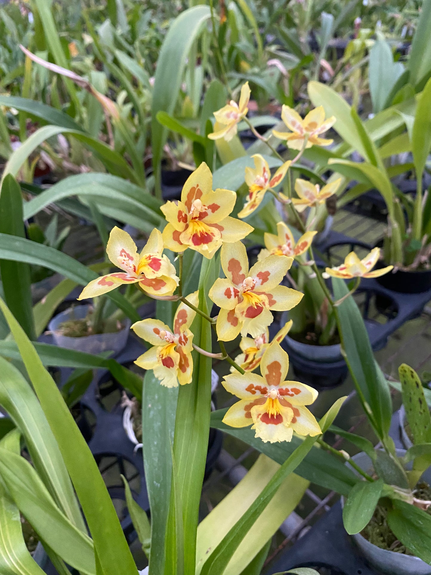 ゼレンコシジウム・フルドゥエン 'HLD-2'