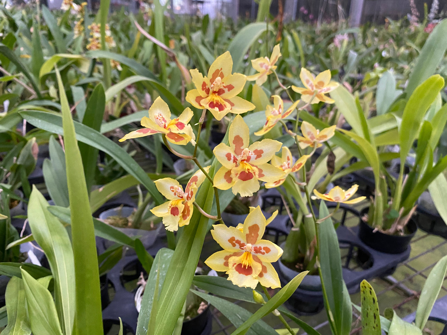 ゼレンコシジウム・フルドゥエン 'HLD-2'