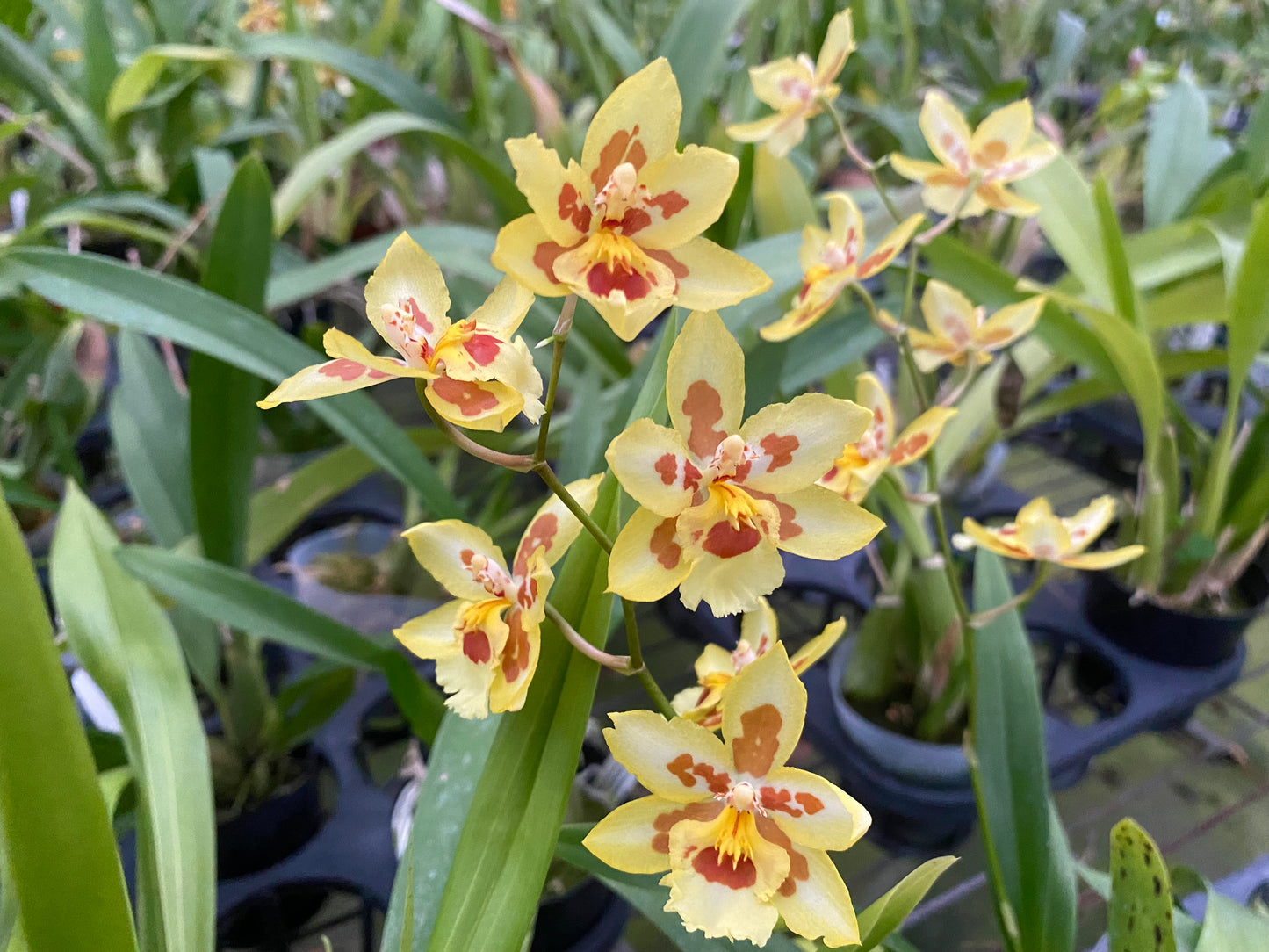 ゼレンコシジウム・フルドゥエン 'HLD-2'