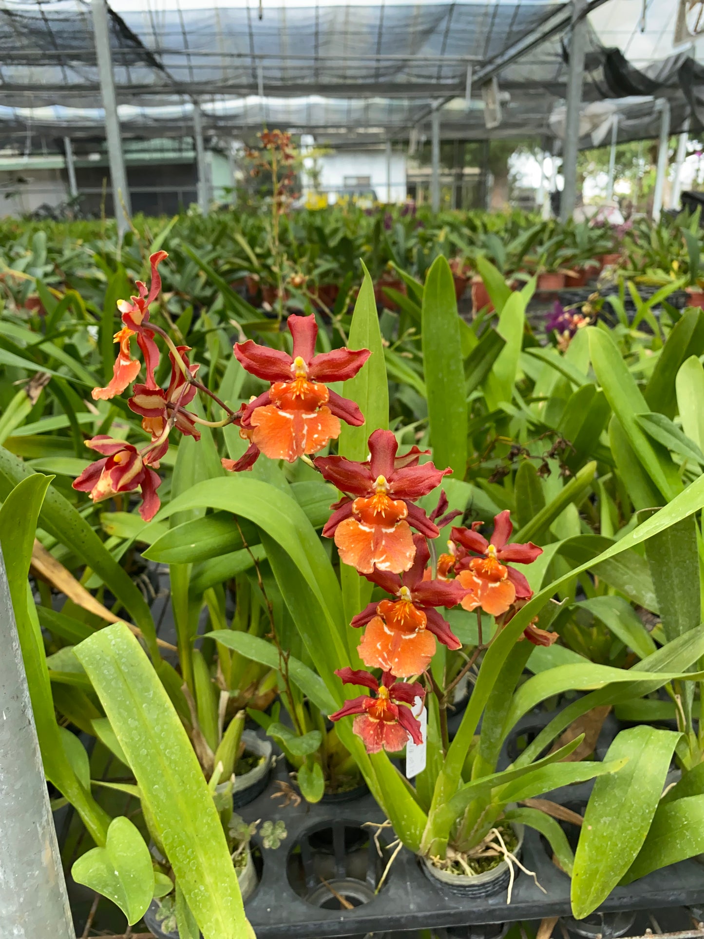 オンシジウム フルデュエン メッシ 'HLD'