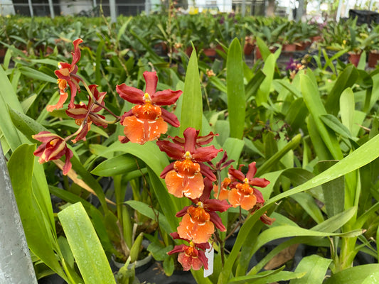 オンシジウム フルデュエン メッシ 'HLD'