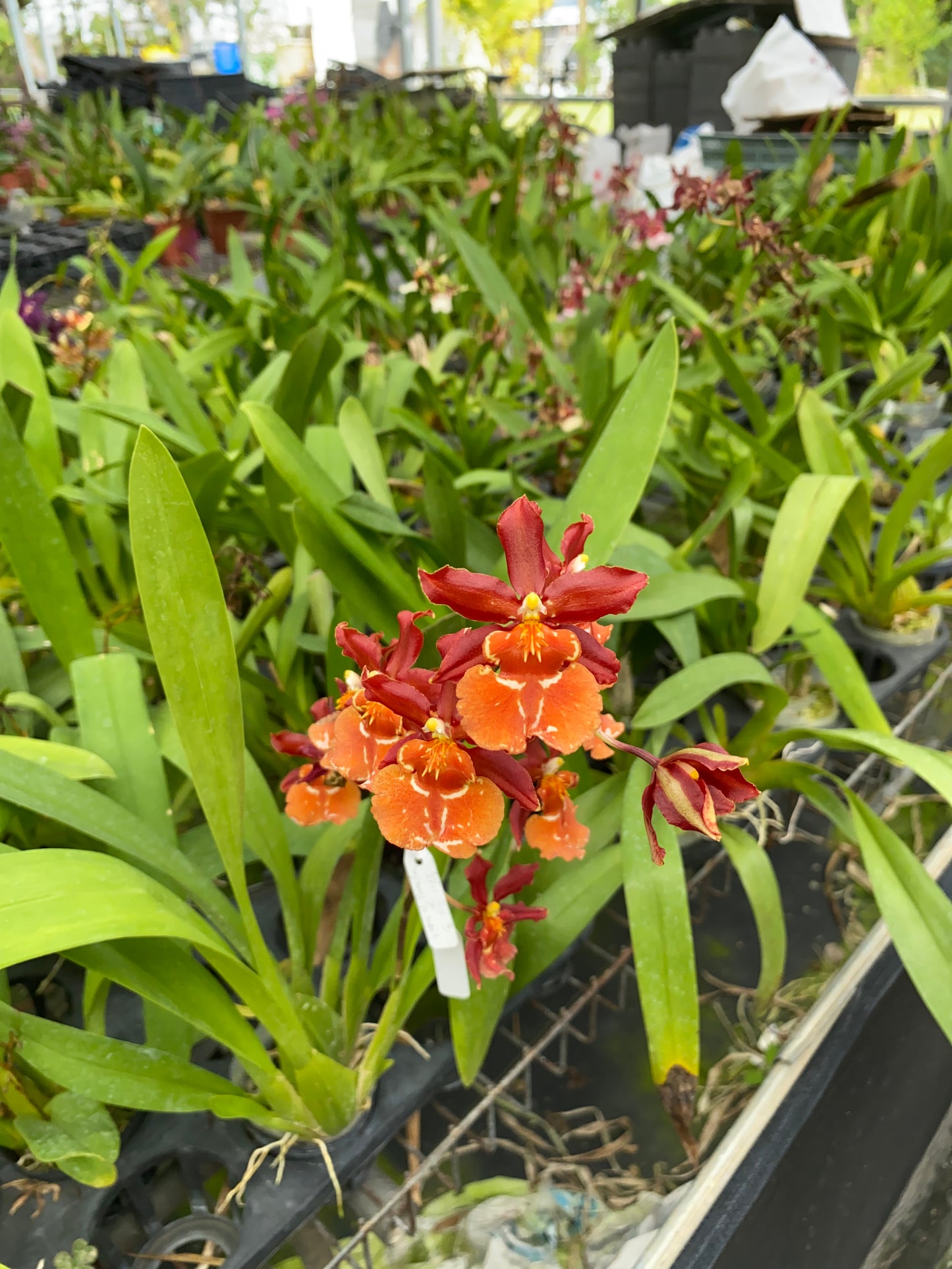 オンシジウム フルデュエン メッシ 'HLD'