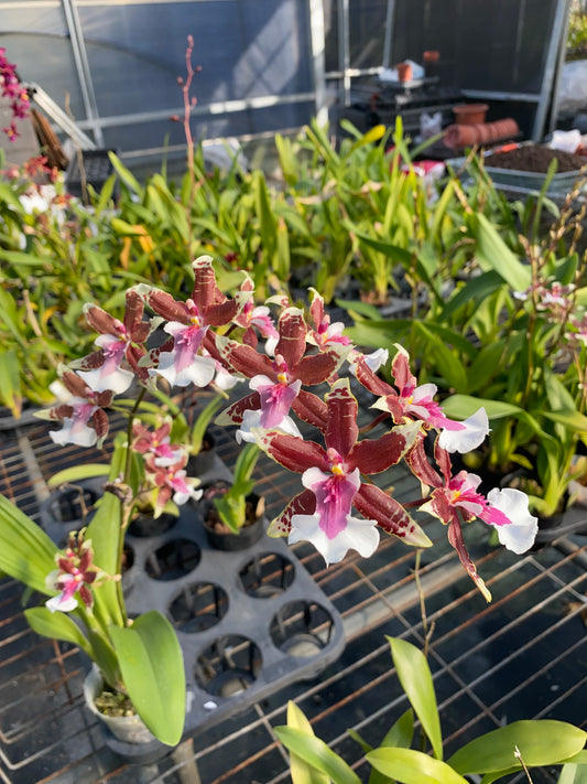 オンシジウム フルデュエン 'ドリーマー'