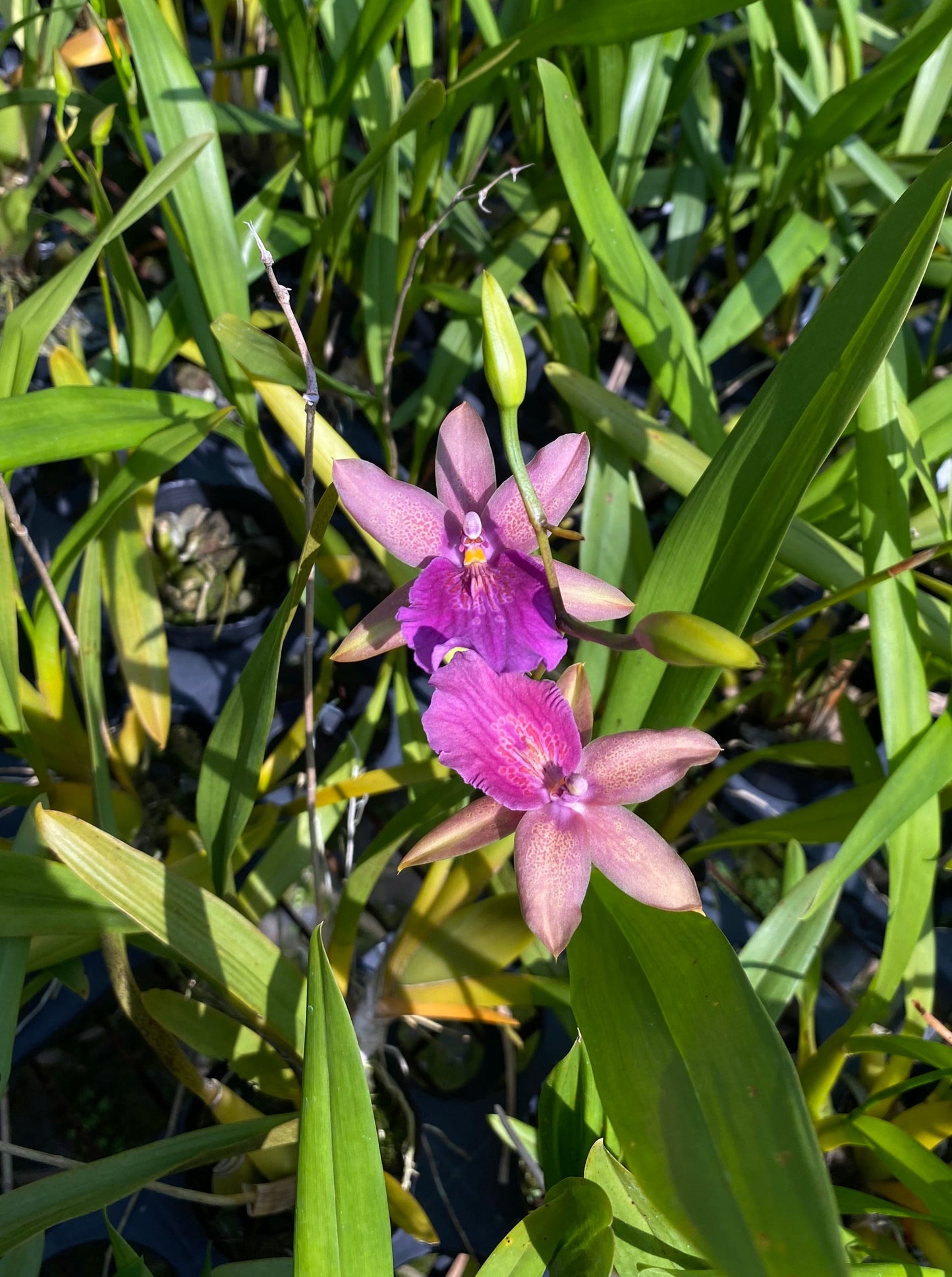 ミルトニア セミノールサンド 'Novely'