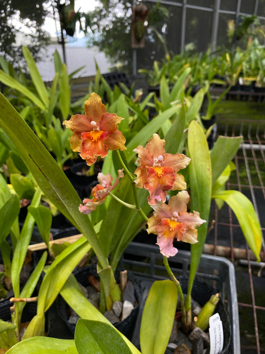 オンシジウム ウルドゥエン '2178-HLD'