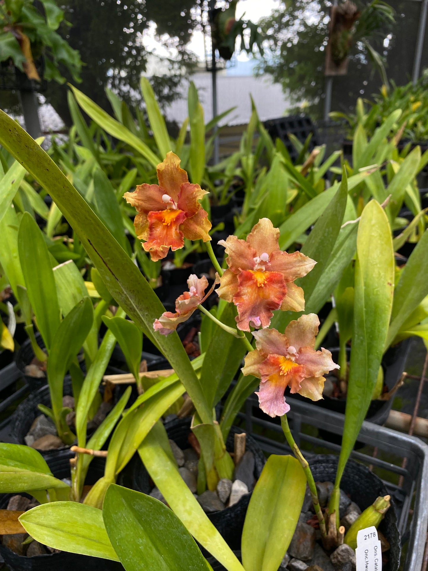 オンシジウム ウルドゥエン '2178-HLD'