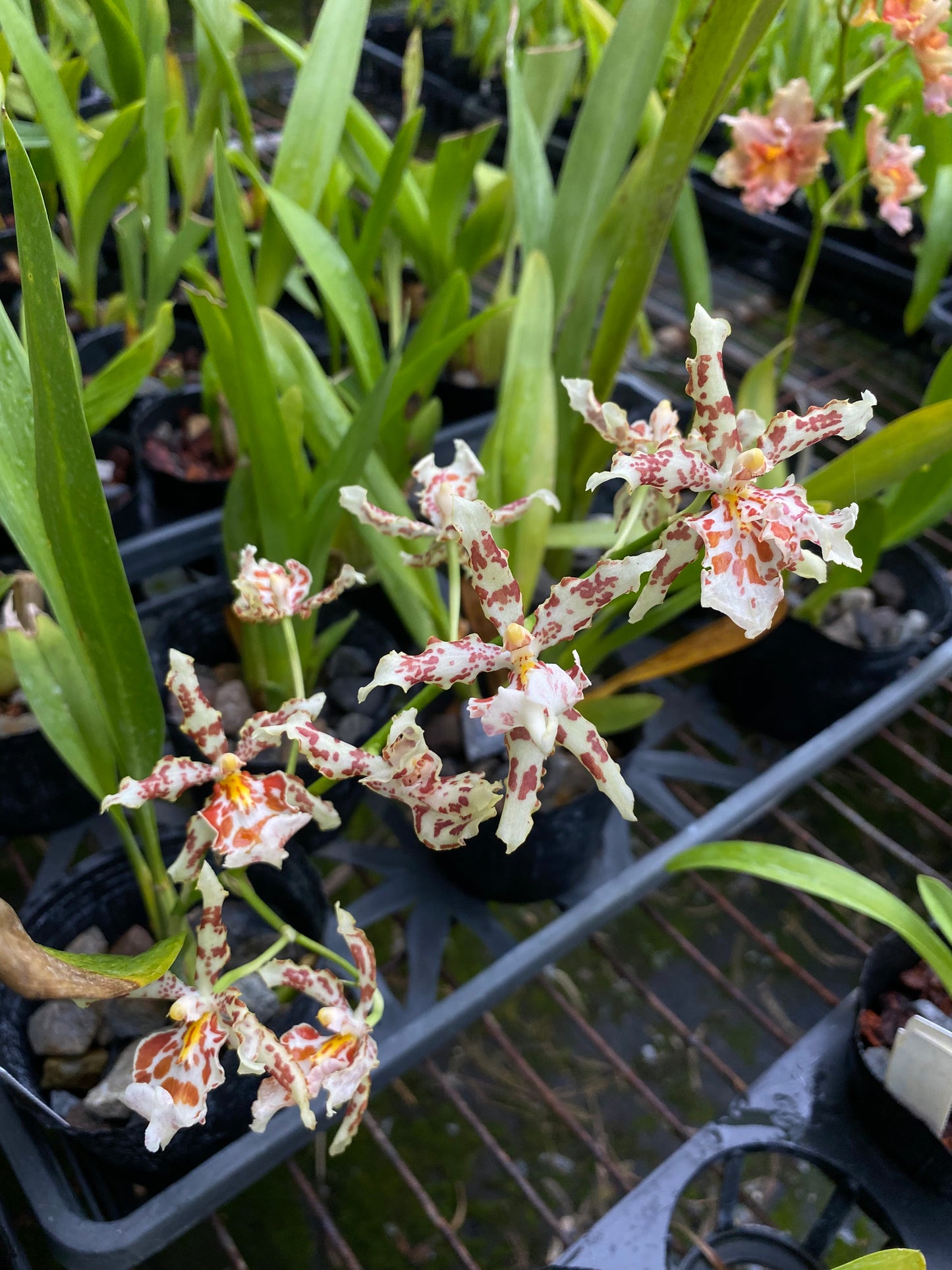 オンシジウム フルデュエン '2178-1'