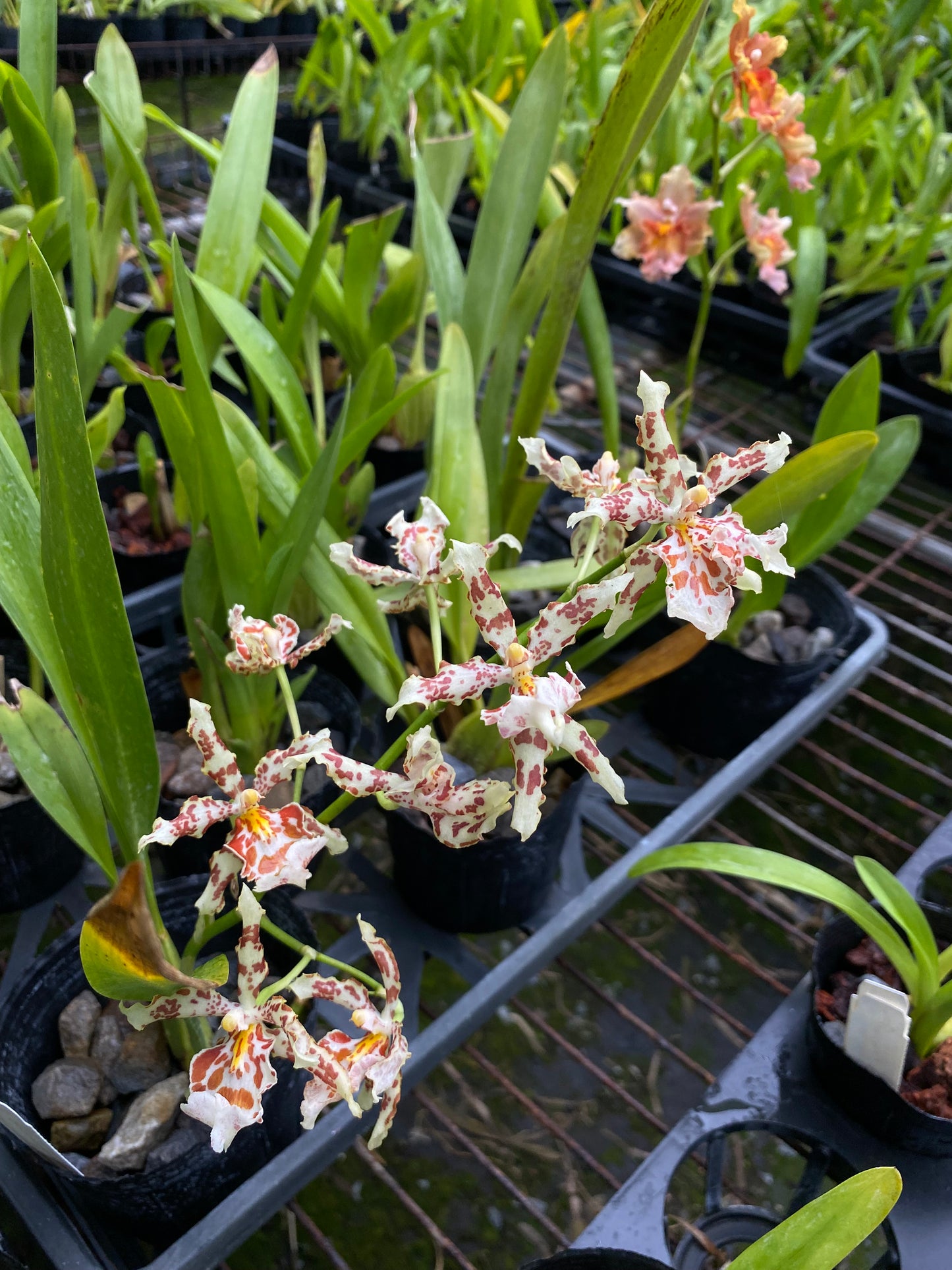 オンシジウム フルデュエン '2178-1'