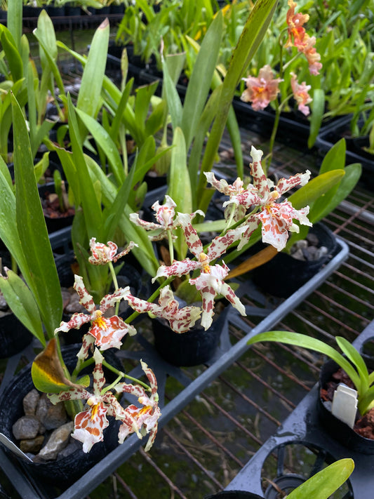 オンシジウム フルデュエン '2178-1'