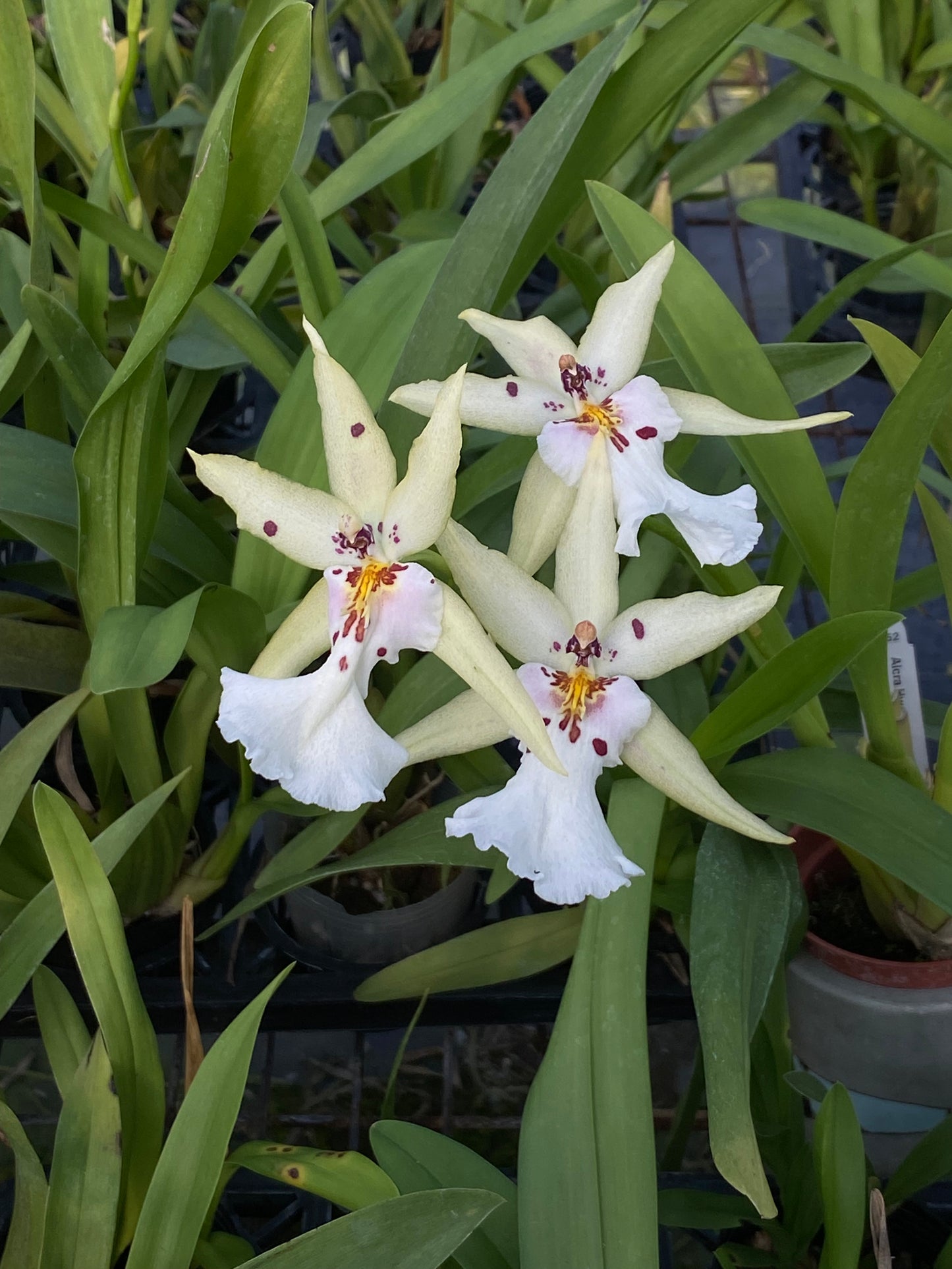 アルクラ フルドゥエンロマンス「HLD」