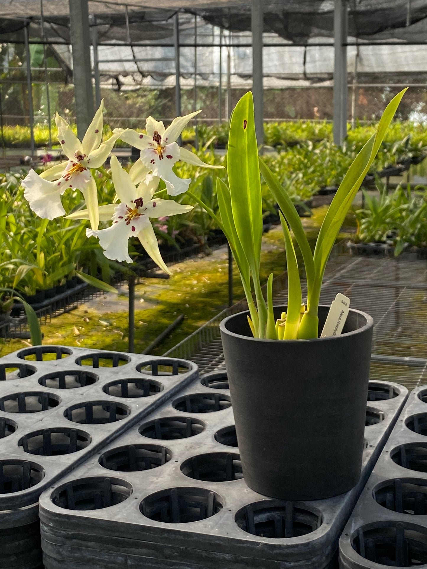 アルクラ フルドゥエンロマンス「HLD」