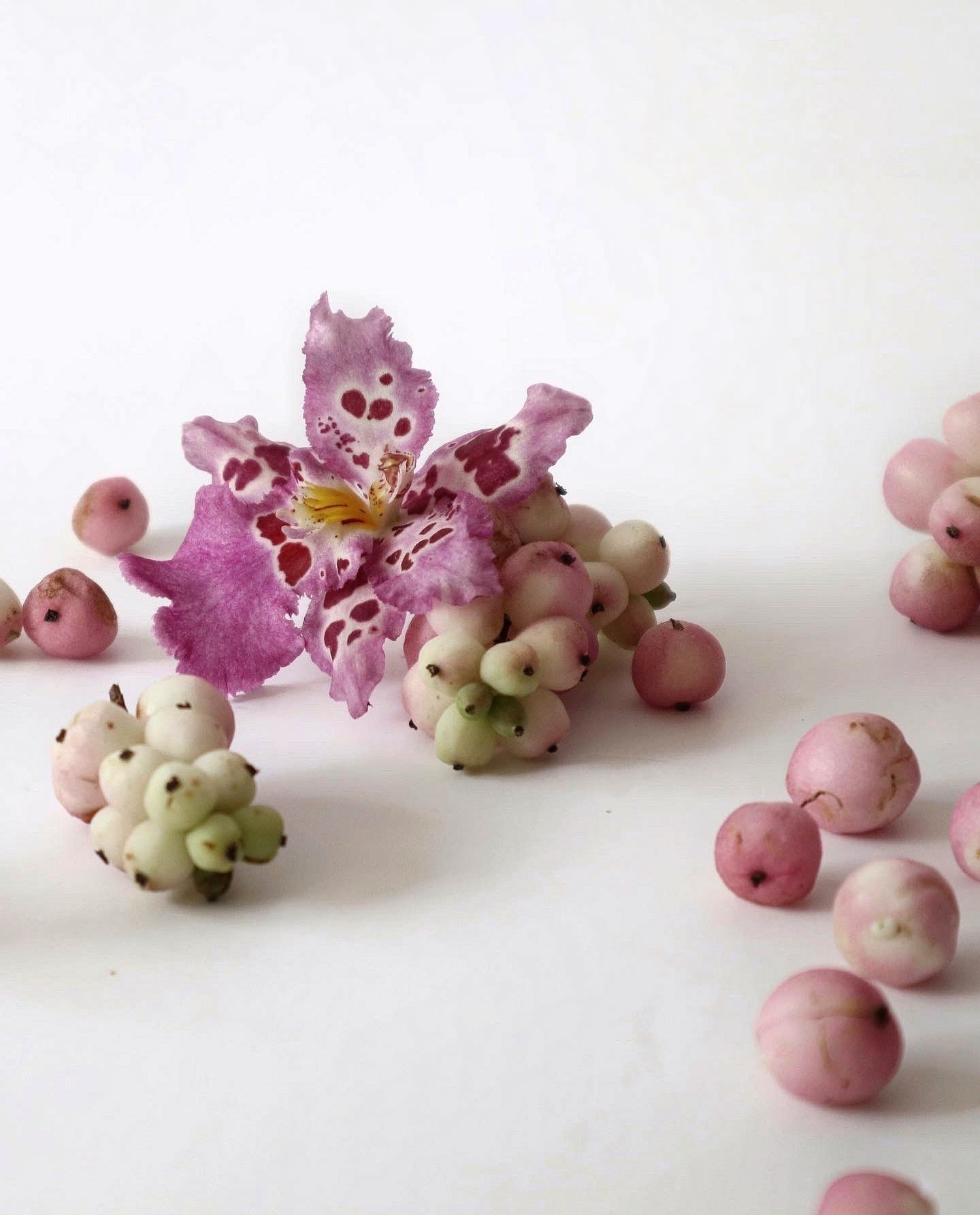 ゼレンコシジウム・フルドゥエン ルビー ジェム 'シャーリー'