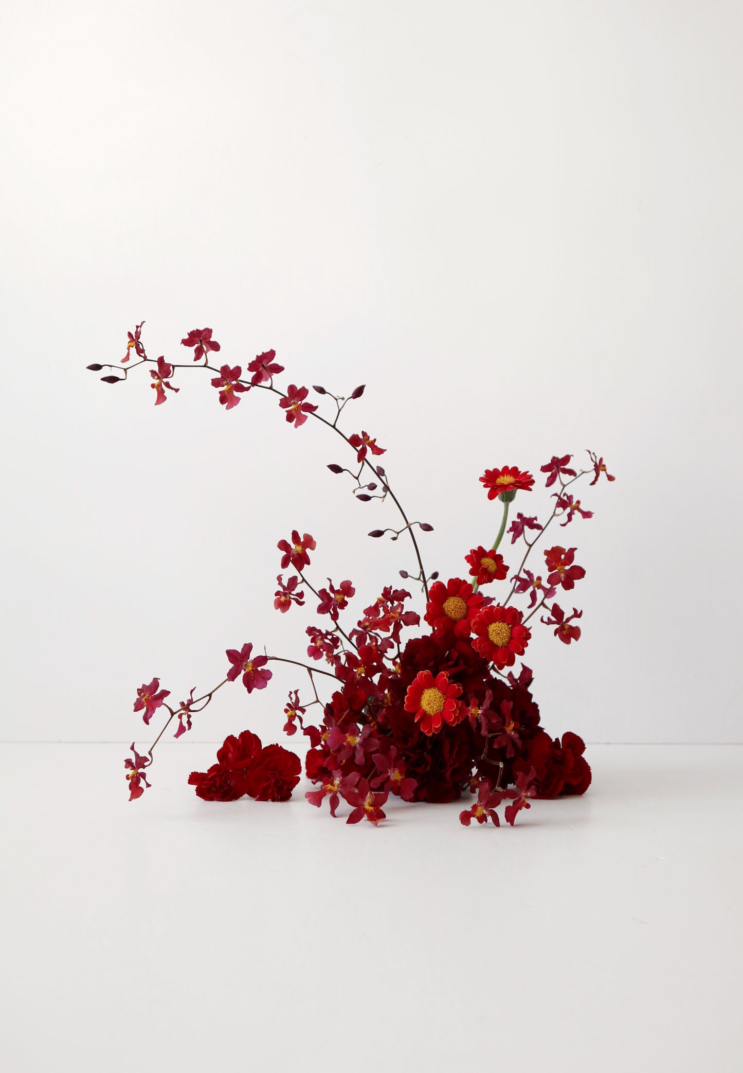 オンシジウム・フルドゥエン「レッドチェリー」 文心蘭