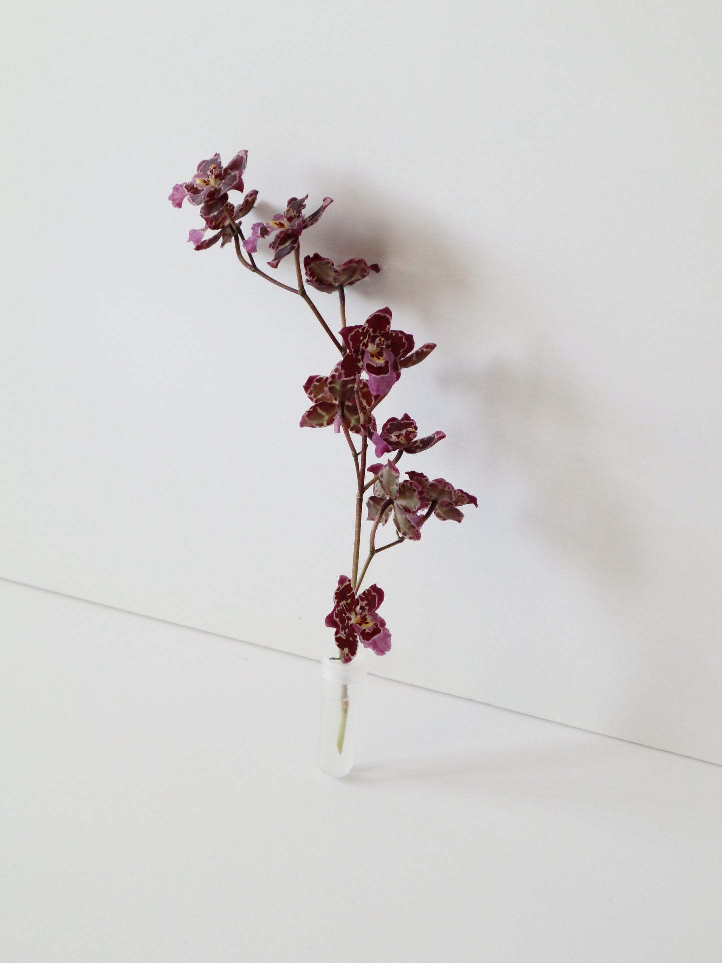 オンシジウム・フルドゥエン 'ジーナ' 文心蘭