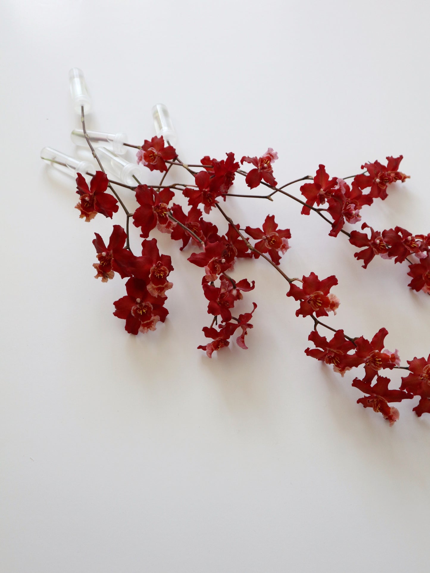 オンシジウム フルデュエン 'ファイアクラッカー'