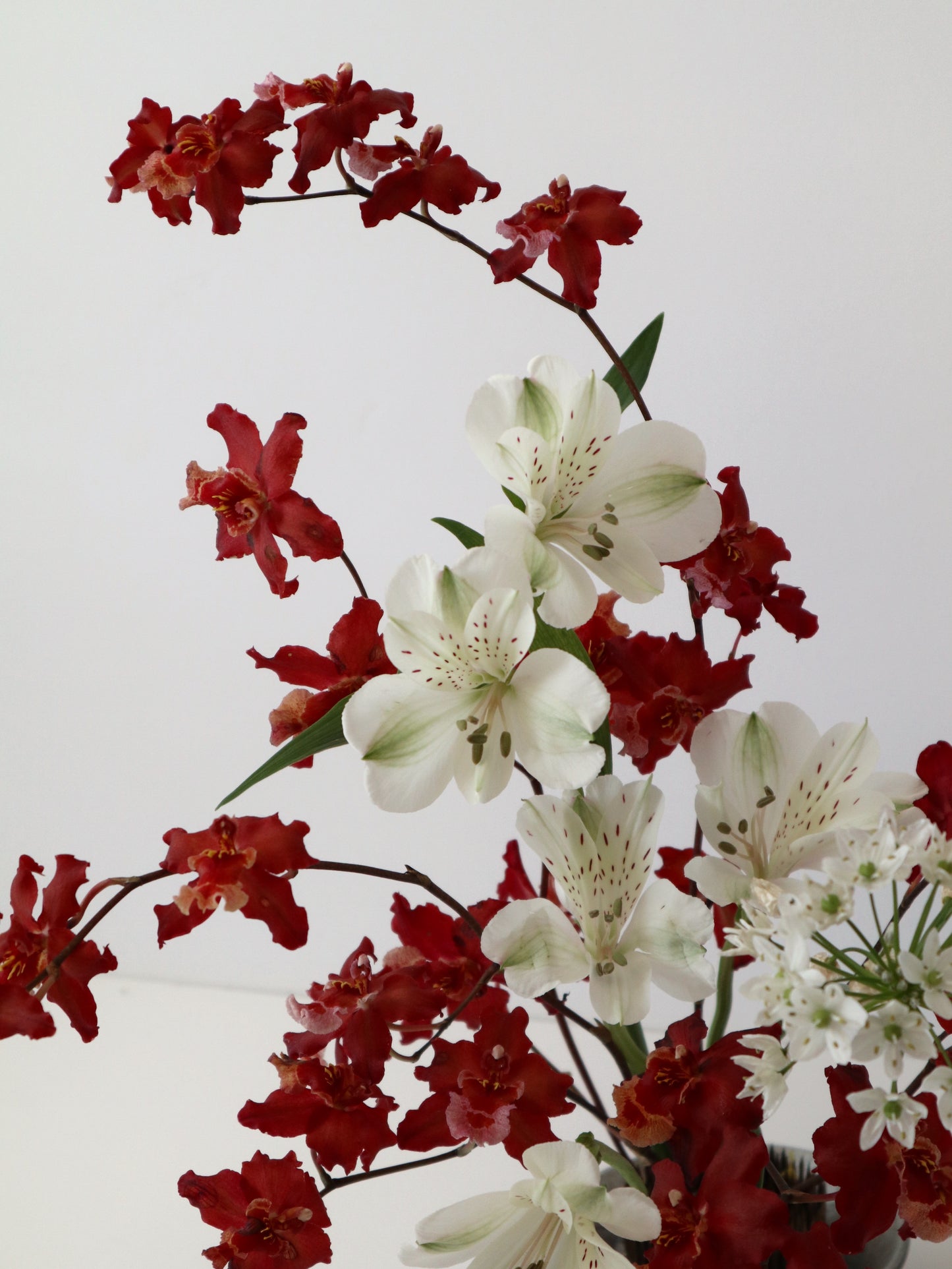 オンシジウム フルデュエン 'ファイアクラッカー'