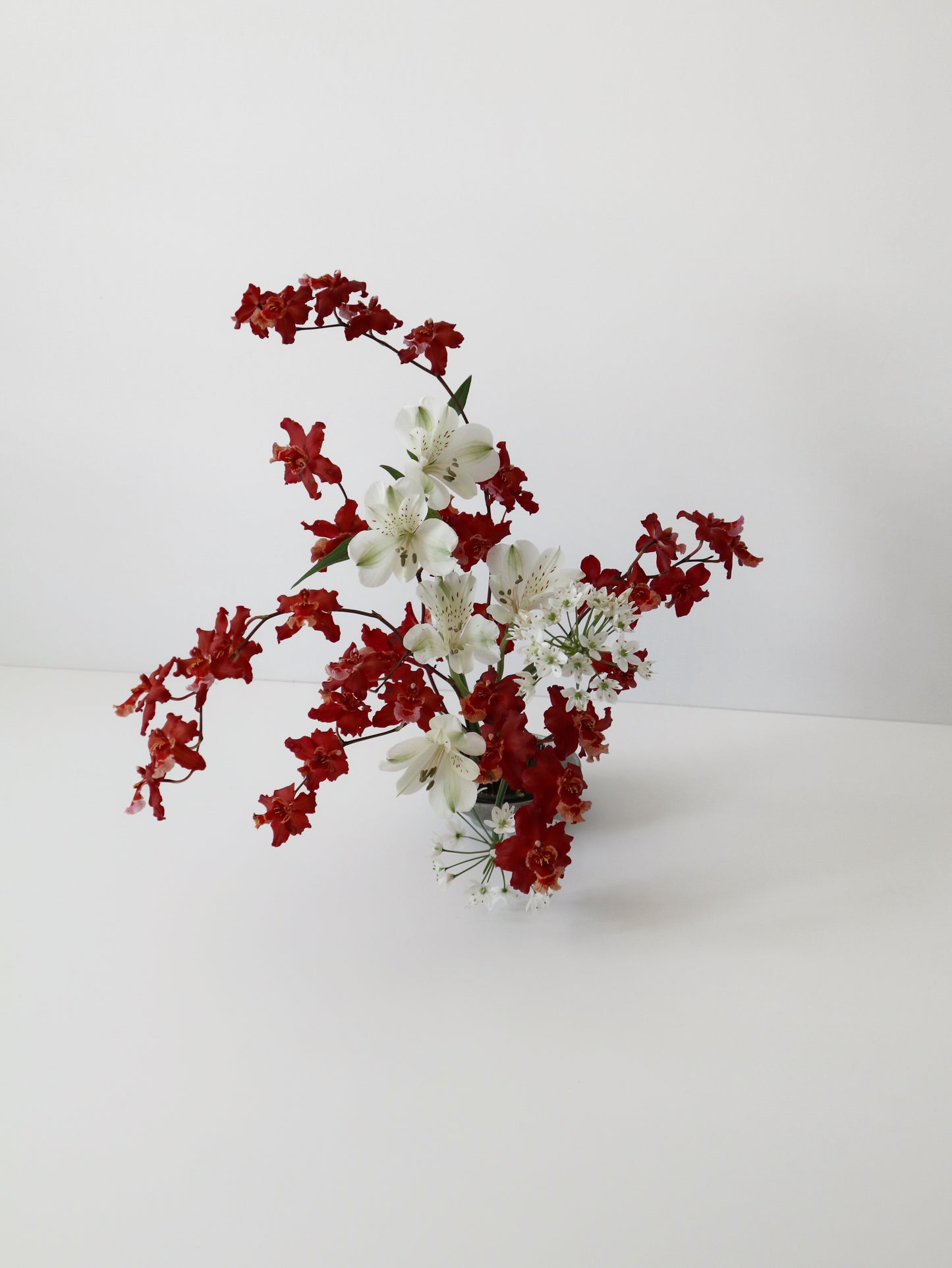 オンシジウム フルデュエン 'ファイアクラッカー'