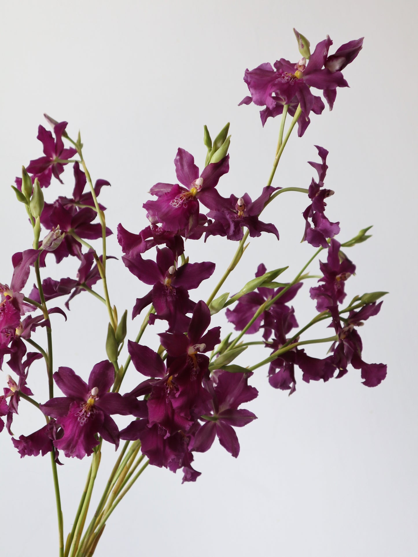 ミルトニディウム フルデュエン ケンジー 'パッション'