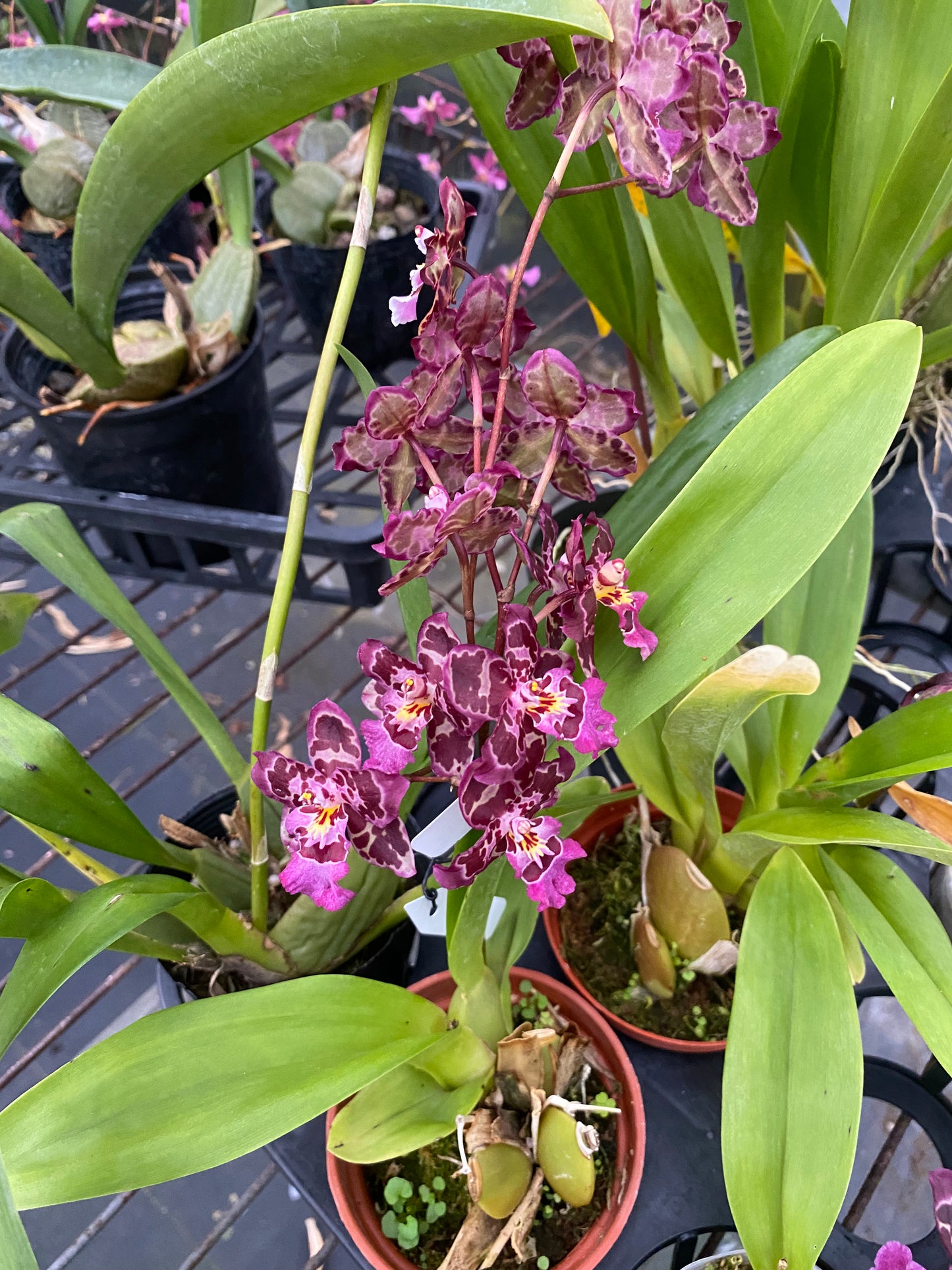 オンシジウム・フルドゥエン 'ジーナ' 文心蘭