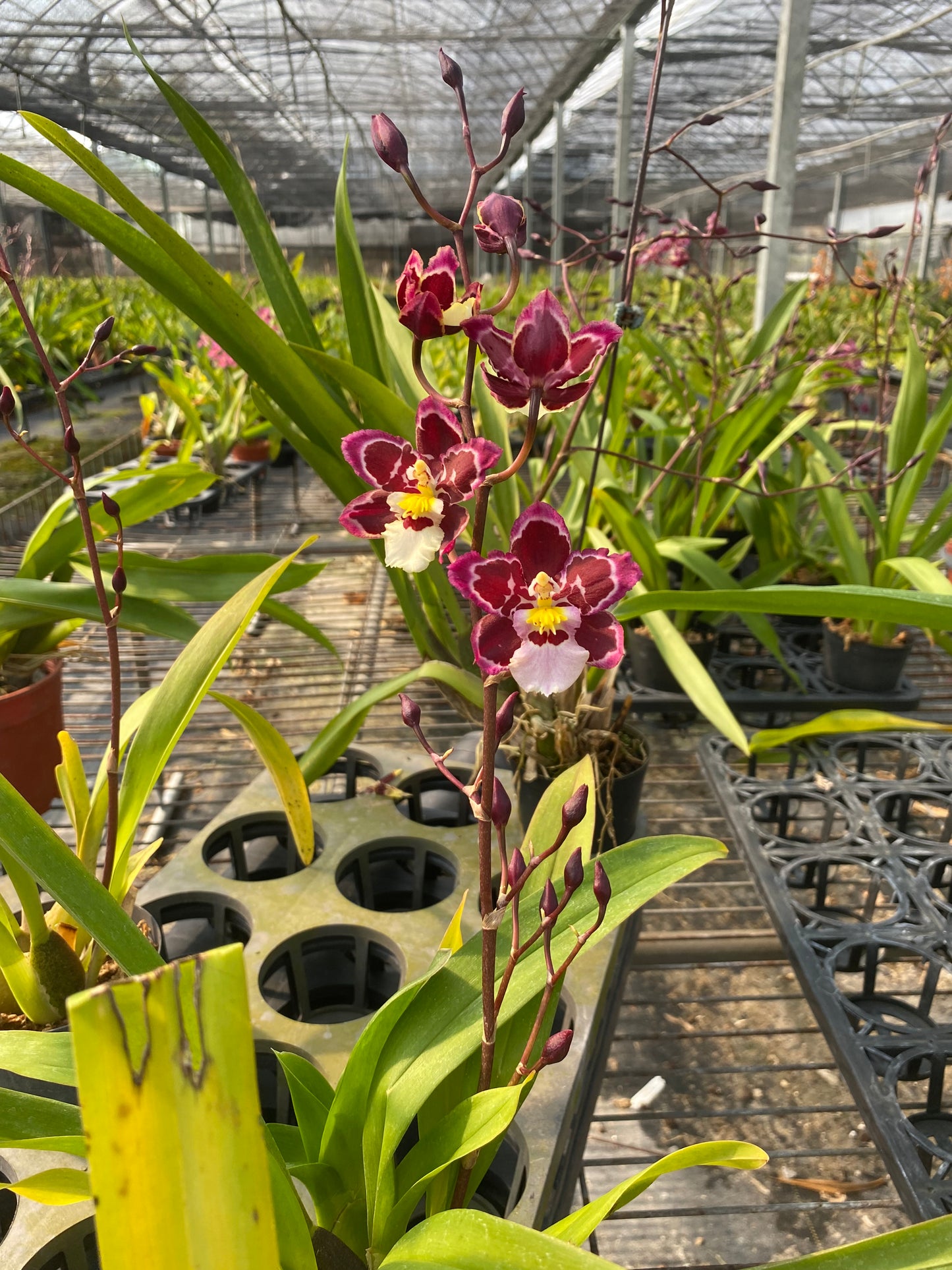 ゼレンコシジウム・フルドゥエン ルビー ジェム 'ダイアナ'