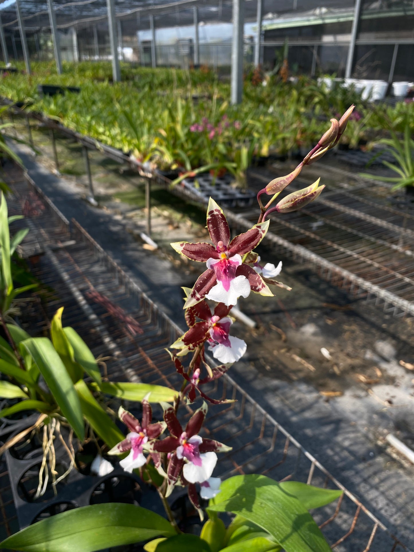 オンシジウム フルデュエン 'ドリーマー'