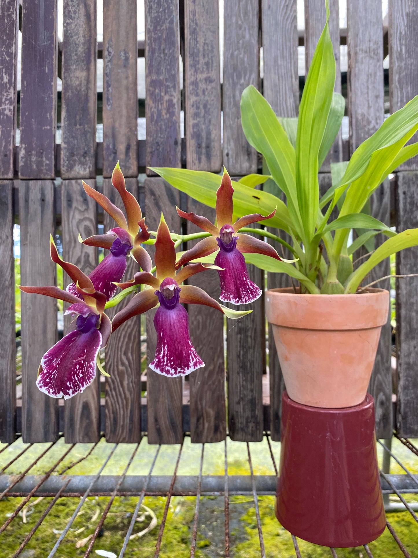 ジゴペタルム・ルイゼンドルフ