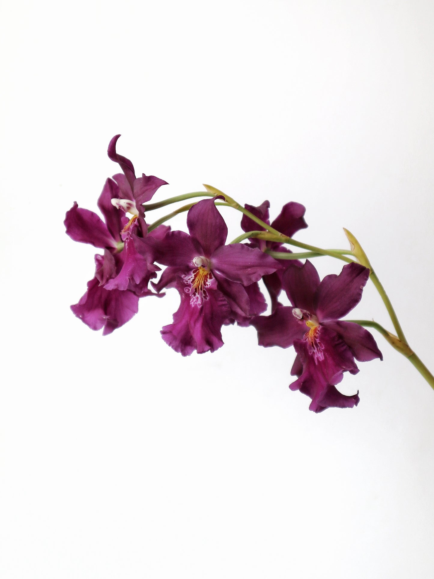 ミルトニディウム フルデュエン ケンジー 'パッション'