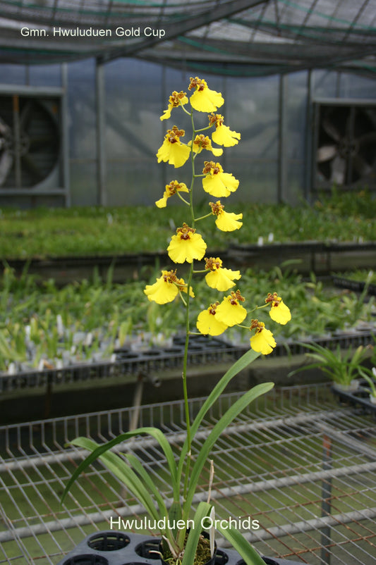 ゴモニア・フルドゥエン「ゴールデンカップ」